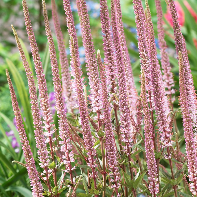 8733  Veronicastrum virginicum  Pink Glow  I  Svenskt namn  :Kransveronika  I  Krukstorlek   : SQ1  I  Förväntad Höjd  :  120 cm  I  Blomningstid :  juli-sept - 2