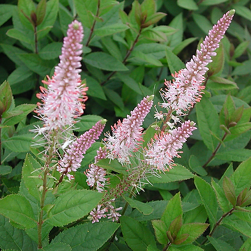 8733  Veronicastrum virginicum  Pink Glow  I  Svenskt namn  :Kransveronika  I  Krukstorlek   : SQ1  I  Förväntad Höjd  :  120 cm  I  Blomningstid :  juli-sept - 3