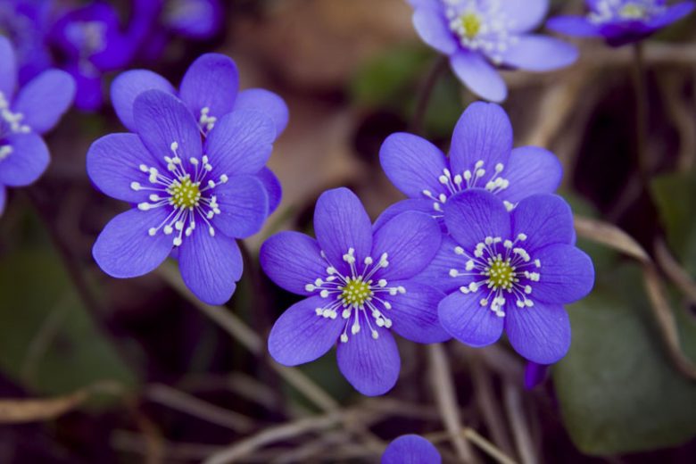 5265  Hepatica nobilis  I  Svenskt namn  :Blåsippa  I  Krukstorlek   : P9  I  Förväntad Höjd  :  10 cm  I  Blomningstid :  april-maj - 2