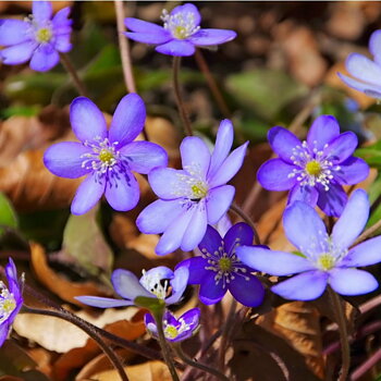 5265  Hepatica nobilis  I  Svenskt namn  :Blåsippa  I  Krukstorlek   : P9  I  Förväntad Höjd  :  10 cm  I  Blomningstid :  april-maj