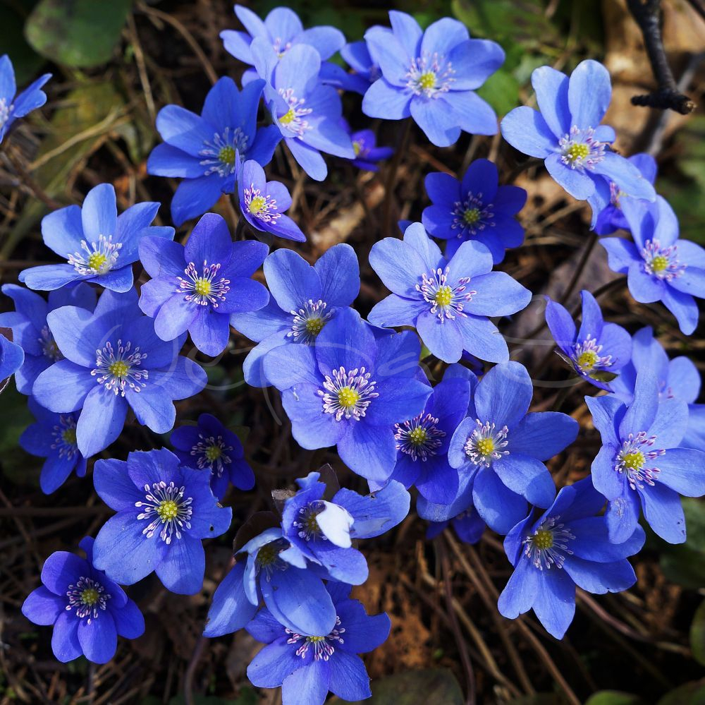 5265  Hepatica nobilis  I  Svenskt namn  :Blåsippa  I  Krukstorlek   : P9  I  Förväntad Höjd  :  10 cm  I  Blomningstid :  april-maj - 3