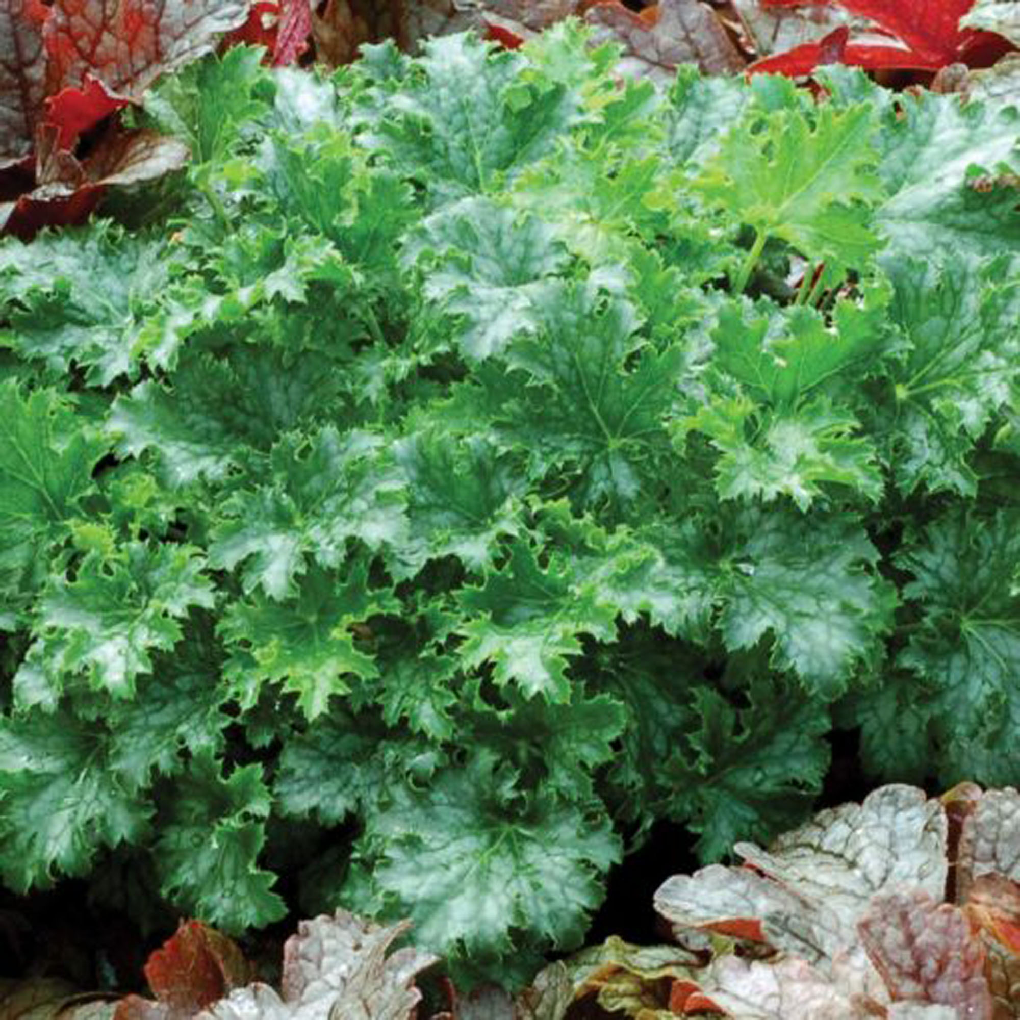 5498  Heuchera   Apple Crisp (PBR)  I  Svenskt namn  :Alunrot  I  Krukstorlek   : 11c  I  Förväntad Höjd  :  20/40 cm  I  Blomningstid :  juni-juli - 3