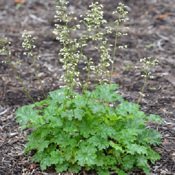 5498  Heuchera   Apple Crisp (PBR)  I  Svenskt namn  :Alunrot  I  Krukstorlek   : 11c  I  Förväntad Höjd  :  20/40 cm  I  Blomningstid :  juni-juli - 2