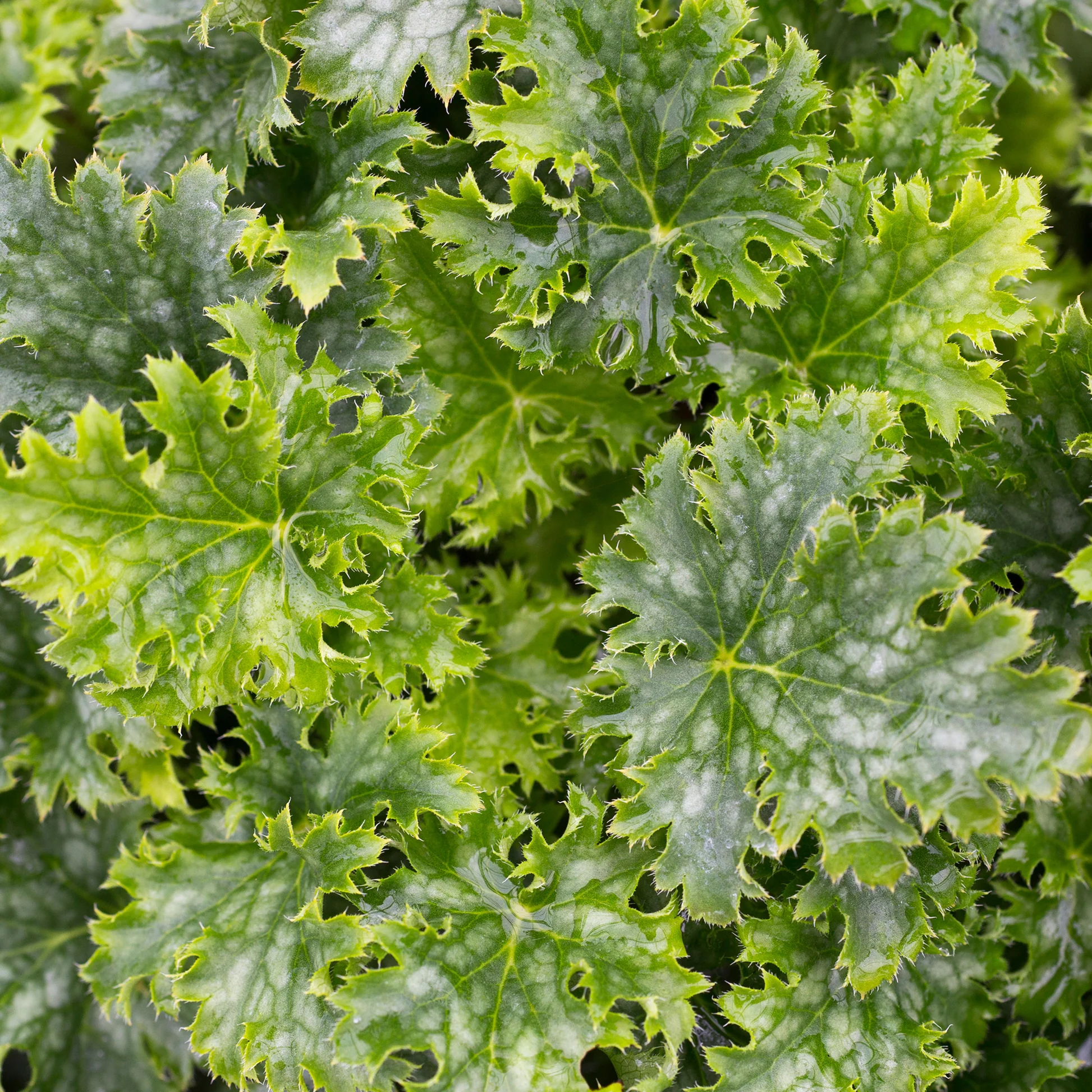 5498  Heuchera   Apple Crisp (PBR)  I  Svenskt namn  :Alunrot  I  Krukstorlek   : 11c  I  Förväntad Höjd  :  20/40 cm  I  Blomningstid :  juni-juli