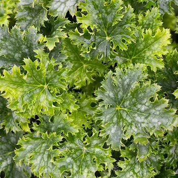 5498  Heuchera   Apple Crisp (PBR)  I  Svenskt namn  :Alunrot  I  Krukstorlek   : 11c  I  Förväntad Höjd  :  20/40 cm  I  Blomningstid :  juni-juli
