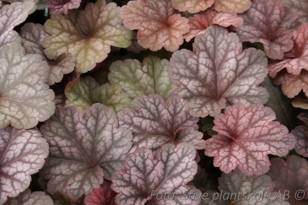 5275  Heuchera   Berry Smoothie (PBR)  I  Svenskt namn  :Alunrot  I  Krukstorlek   : 11c  I  Förväntad Höjd  :  20/40 cm  I  Blomningstid :  juni-juli - 4