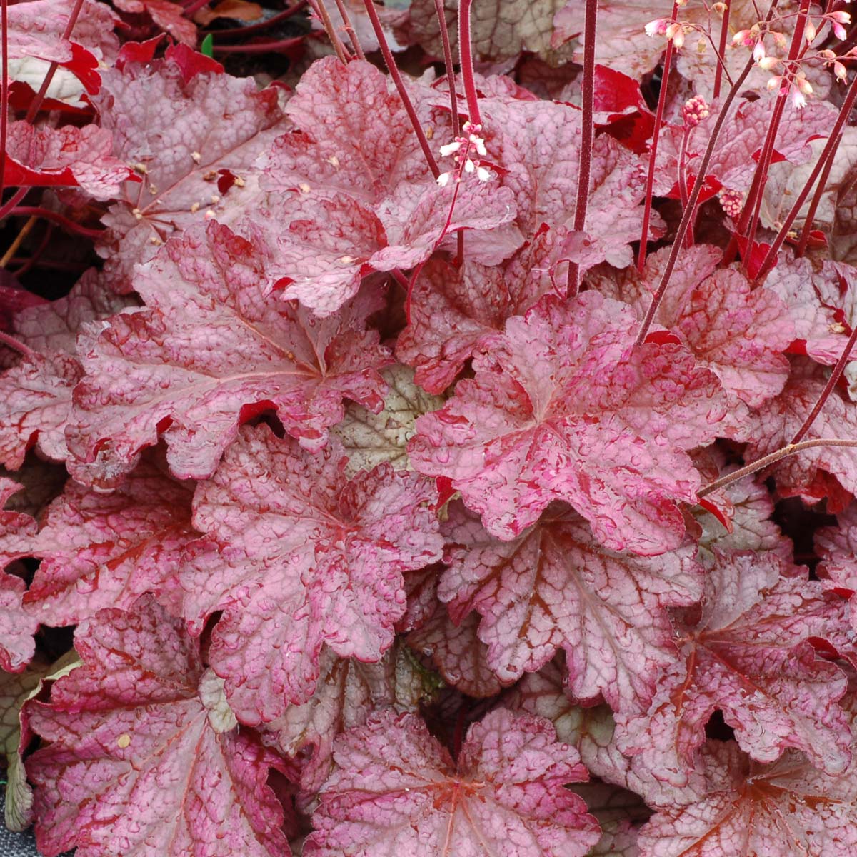 5275  Heuchera   Berry Smoothie (PBR)  I  Svenskt namn  :Alunrot  I  Krukstorlek   : 11c  I  Förväntad Höjd  :  20/40 cm  I  Blomningstid :  juni-juli