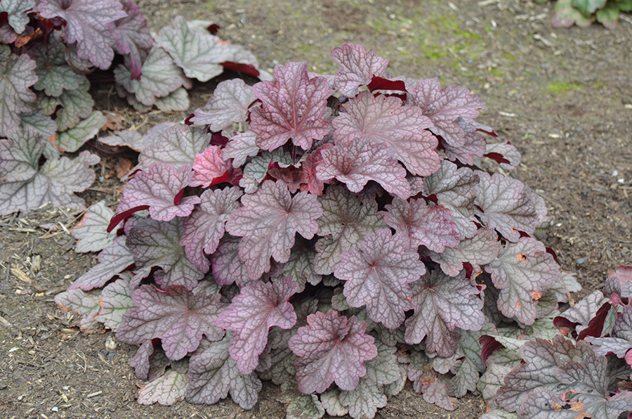 5275  Heuchera   Berry Smoothie (PBR)  I  Svenskt namn  :Alunrot  I  Krukstorlek   : 11c  I  Förväntad Höjd  :  20/40 cm  I  Blomningstid :  juni-juli - 3