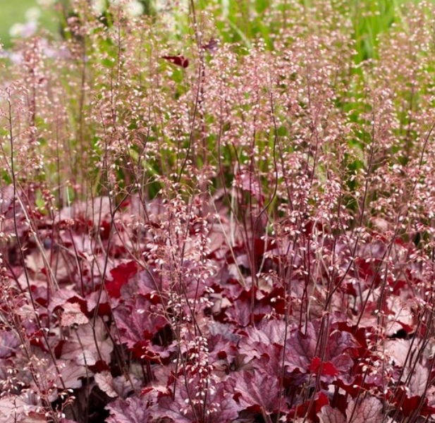 5275  Heuchera   Berry Smoothie (PBR)  I  Svenskt namn  :Alunrot  I  Krukstorlek   : 11c  I  Förväntad Höjd  :  20/40 cm  I  Blomningstid :  juni-juli - 2