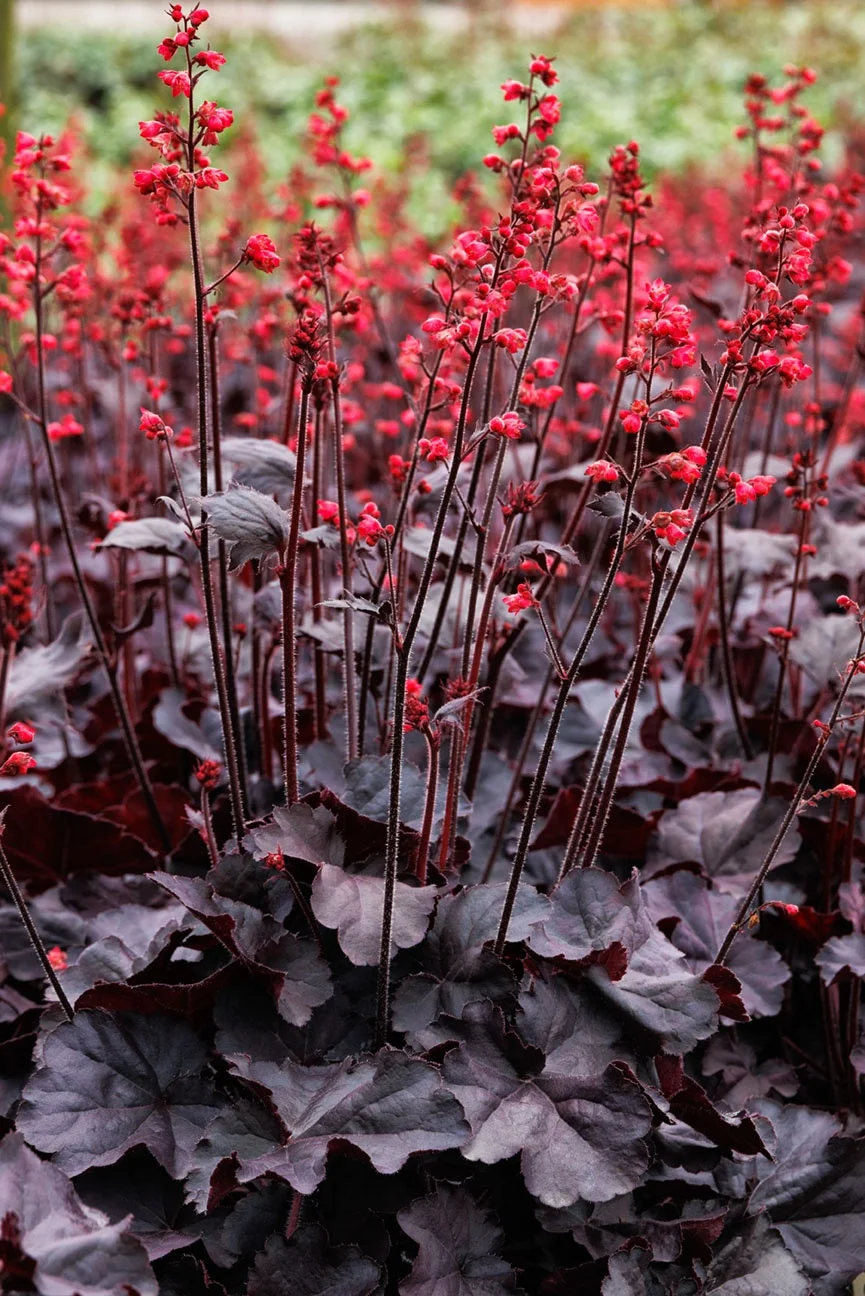 5503  Heuchera   Black Forest Cake  I  Svenskt namn  :Alunrot  I  Krukstorlek   : 11c  I  Förväntad Höjd  :  30/50 cm  I  Blomningstid :  juni-juli - 3