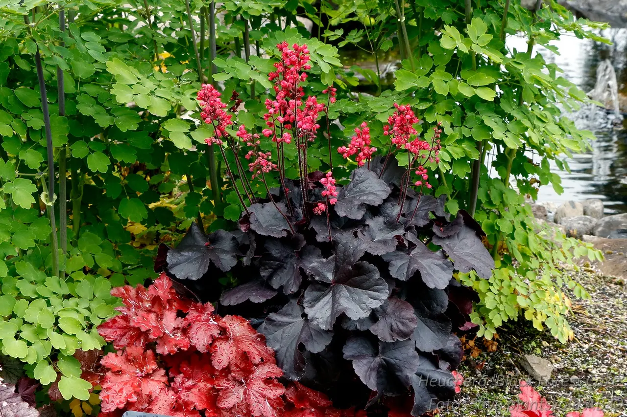 5503  Heuchera   Black Forest Cake  I  Svenskt namn  :Alunrot  I  Krukstorlek   : 11c  I  Förväntad Höjd  :  30/50 cm  I  Blomningstid :  juni-juli - 2