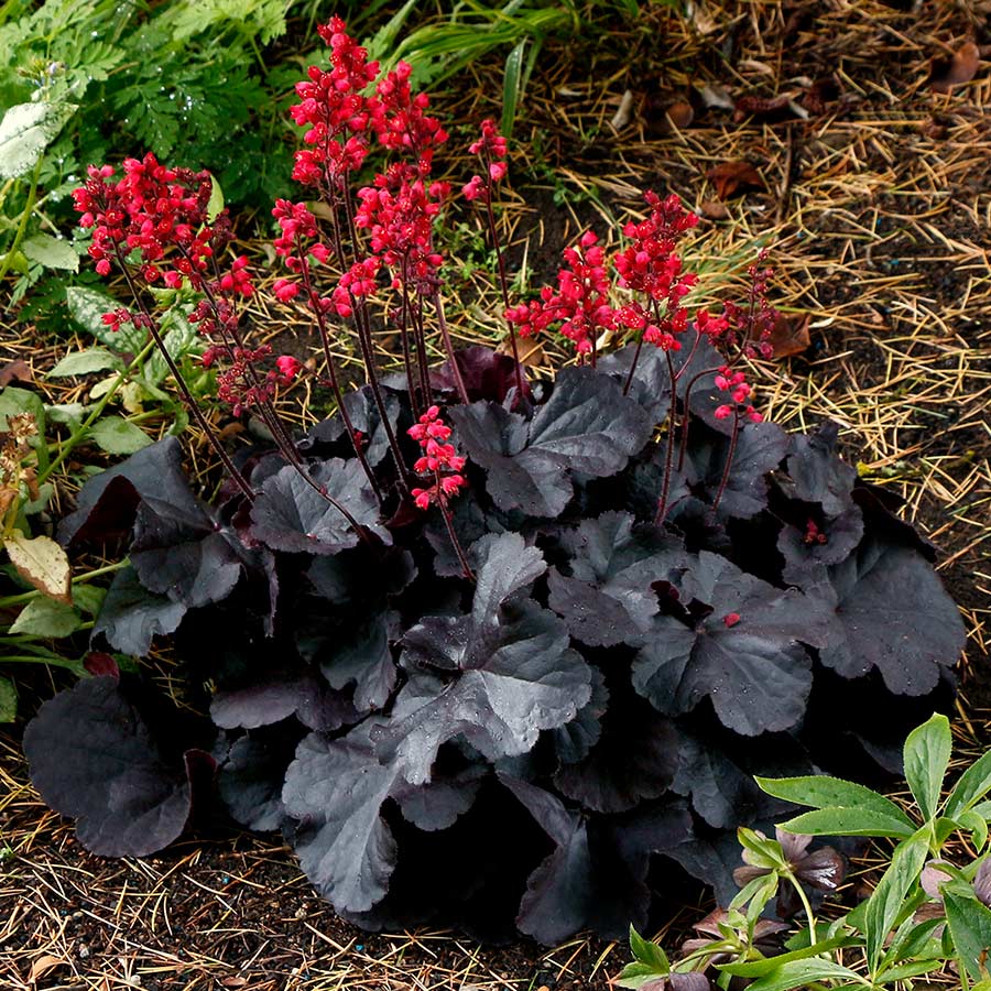 5503  Heuchera   Black Forest Cake  I  Svenskt namn  :Alunrot  I  Krukstorlek   : 11c  I  Förväntad Höjd  :  30/50 cm  I  Blomningstid :  juni-juli
