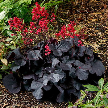 5503  Heuchera   Black Forest Cake  I  Svenskt namn  :Alunrot  I  Krukstorlek   : 11c  I  Förväntad Höjd  :  30/50 cm  I  Blomningstid :  juni-juli