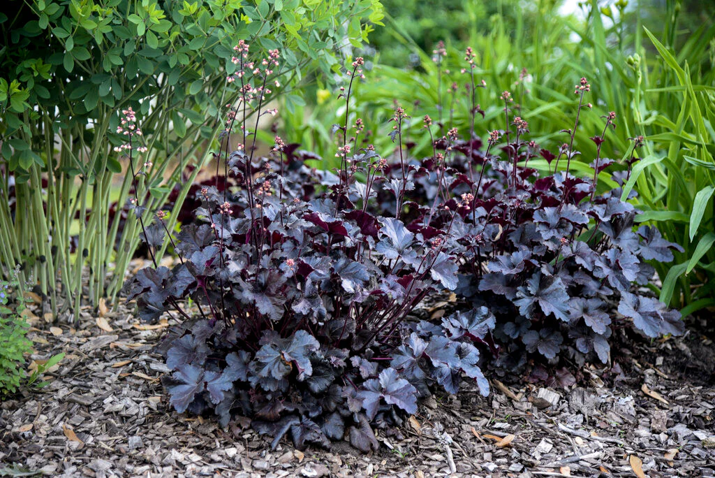 5454  Heuchera   Black Pearl ()PBR  I  Svenskt namn  :Alunrot  I  Krukstorlek   : 11c  I  Förväntad Höjd  :  30/50 cm  I  Blomningstid :  juni-juli - 3