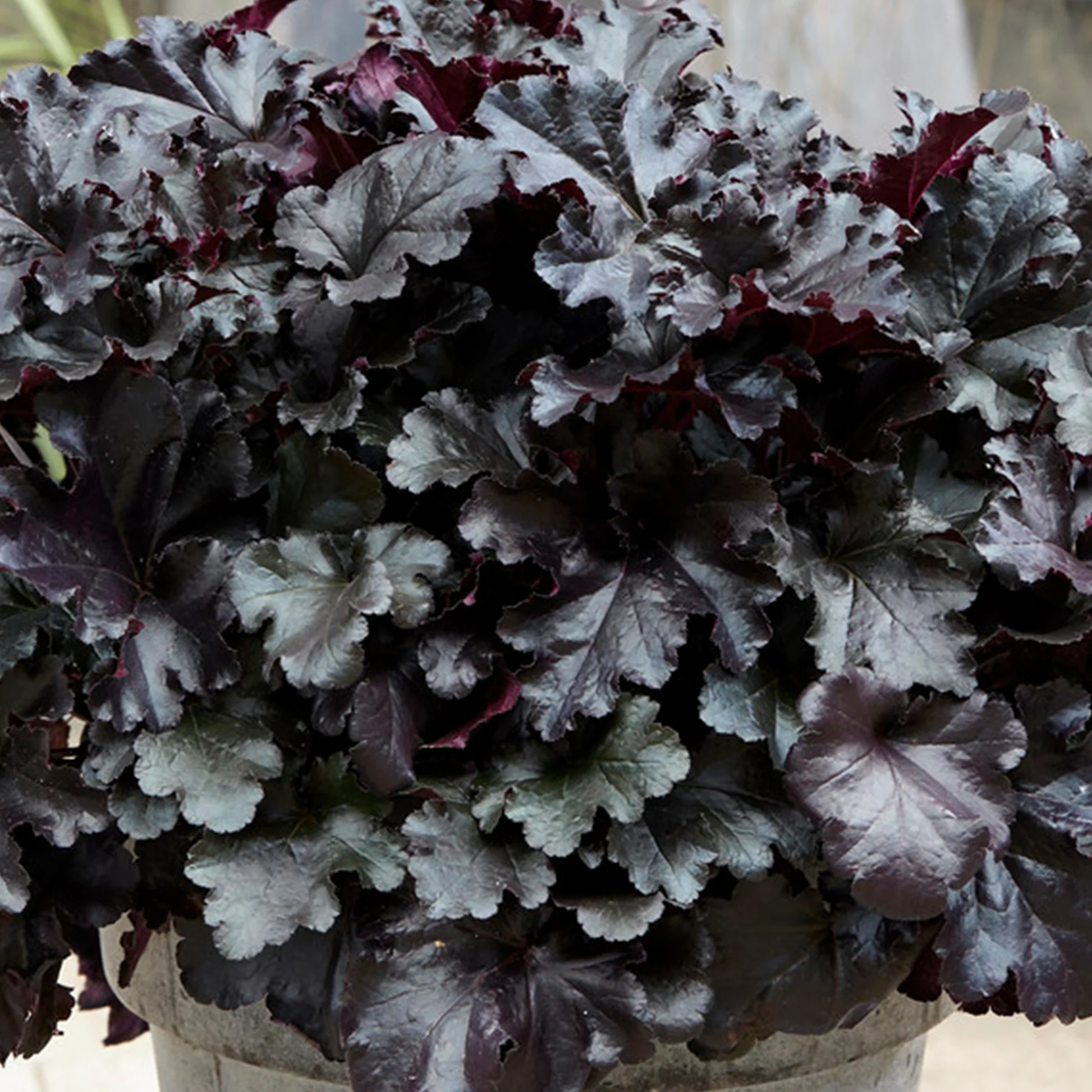 5454  Heuchera   Black Pearl ()PBR  I  Svenskt namn  :Alunrot  I  Krukstorlek   : 11c  I  Förväntad Höjd  :  30/50 cm  I  Blomningstid :  juni-juli - 4