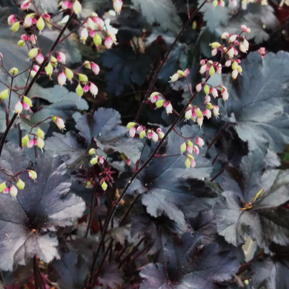 5454  Heuchera   Black Pearl ()PBR  I  Svenskt namn  :Alunrot  I  Krukstorlek   : 11c  I  Förväntad Höjd  :  30/50 cm  I  Blomningstid :  juni-juli - 2