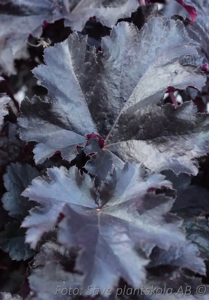 5454  Heuchera   Black Pearl ()PBR  I  Svenskt namn  :Alunrot  I  Krukstorlek   : 11c  I  Förväntad Höjd  :  30/50 cm  I  Blomningstid :  juni-juli - 5