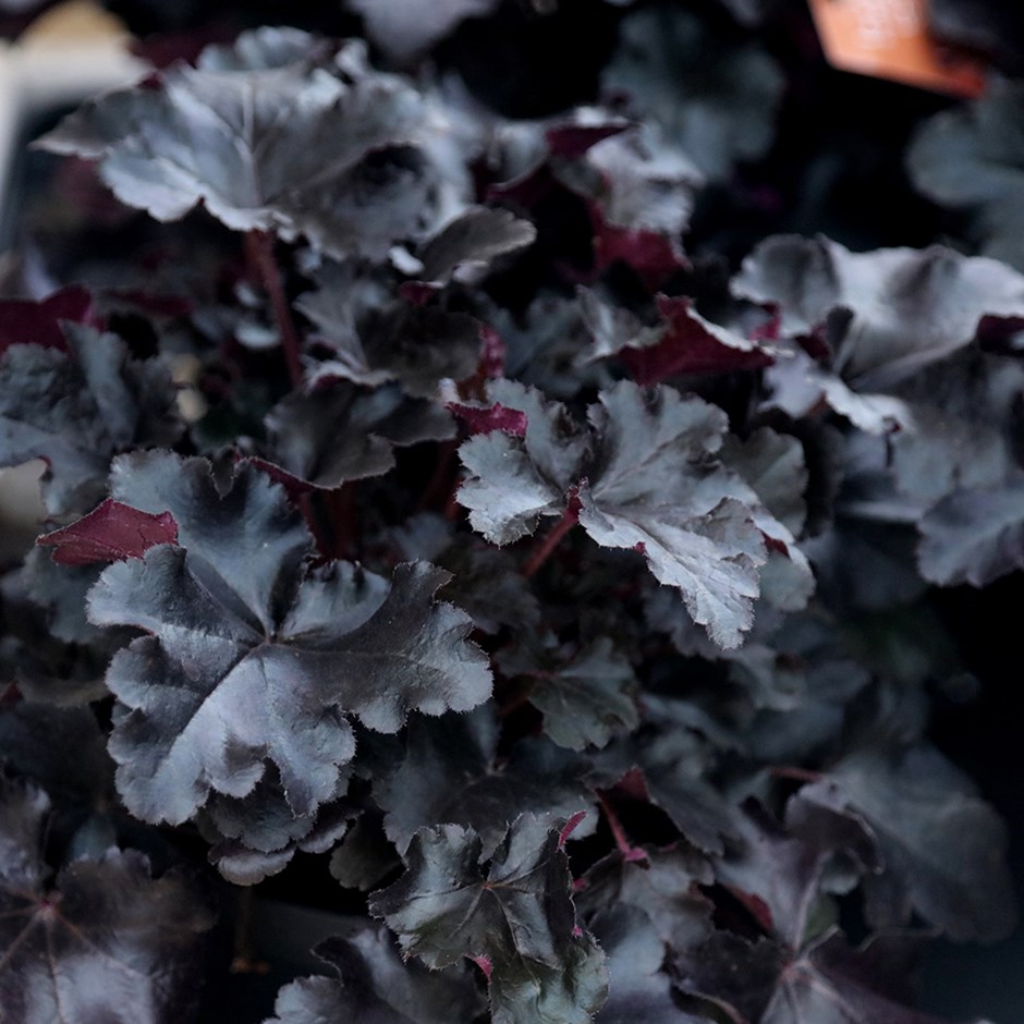 5454  Heuchera   Black Pearl ()PBR  I  Svenskt namn  :Alunrot  I  Krukstorlek   : 11c  I  Förväntad Höjd  :  30/50 cm  I  Blomningstid :  juni-juli