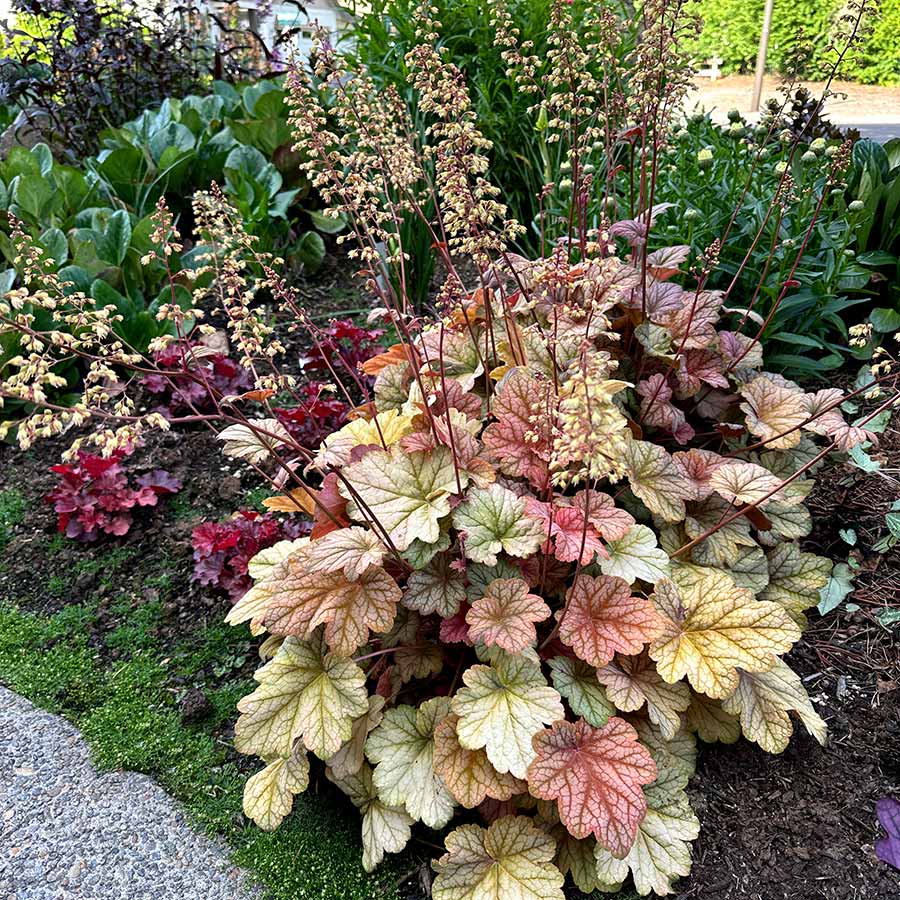 5279  Heuchera   Changeling  I  Svenskt namn  :Alunrot  I  Krukstorlek   : 11c  I  Förväntad Höjd  :  20/40 cm  I  Blomningstid :  maj-juni - 3