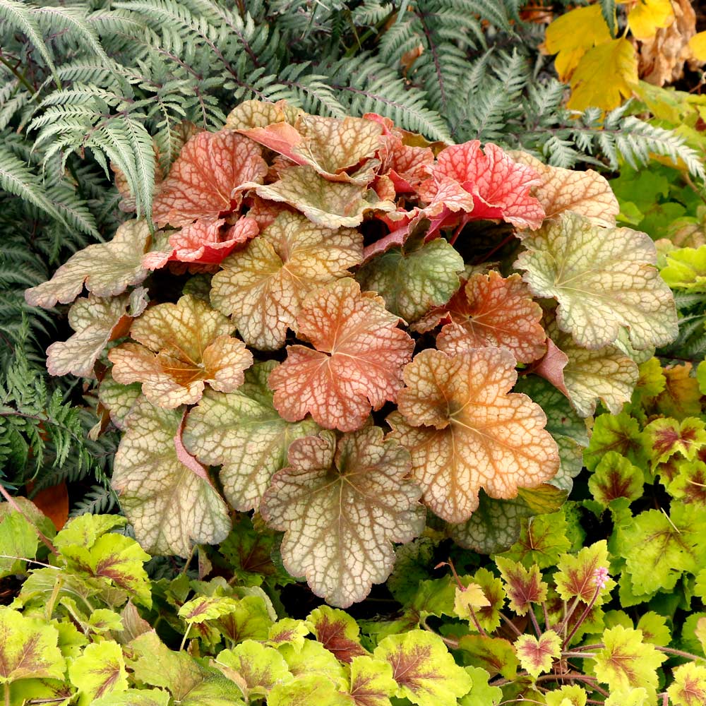 5279  Heuchera   Changeling  I  Svenskt namn  :Alunrot  I  Krukstorlek   : 11c  I  Förväntad Höjd  :  20/40 cm  I  Blomningstid :  maj-juni