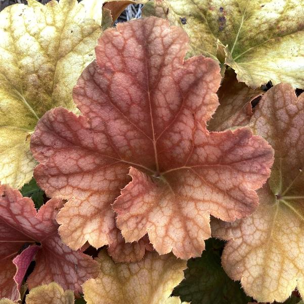 5279  Heuchera   Changeling  I  Svenskt namn  :Alunrot  I  Krukstorlek   : 11c  I  Förväntad Höjd  :  20/40 cm  I  Blomningstid :  maj-juni - 2