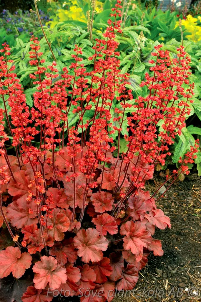 5449  Heuchera   Cherry Cola (PBR)  I  Svenskt namn  :Alunrot  I  Krukstorlek   : 11c  I  Förväntad Höjd  :  20/40 cm  I  Blomningstid :  april-juni - 2