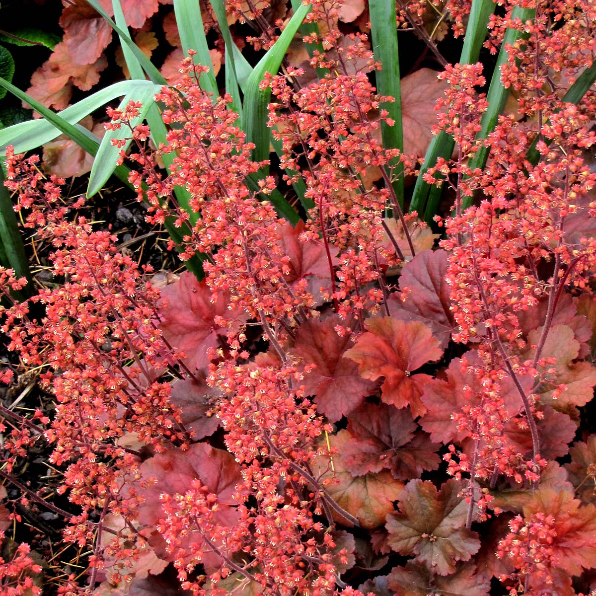 5449  Heuchera   Cherry Cola (PBR)  I  Svenskt namn  :Alunrot  I  Krukstorlek   : 11c  I  Förväntad Höjd  :  20/40 cm  I  Blomningstid :  april-juni - 3