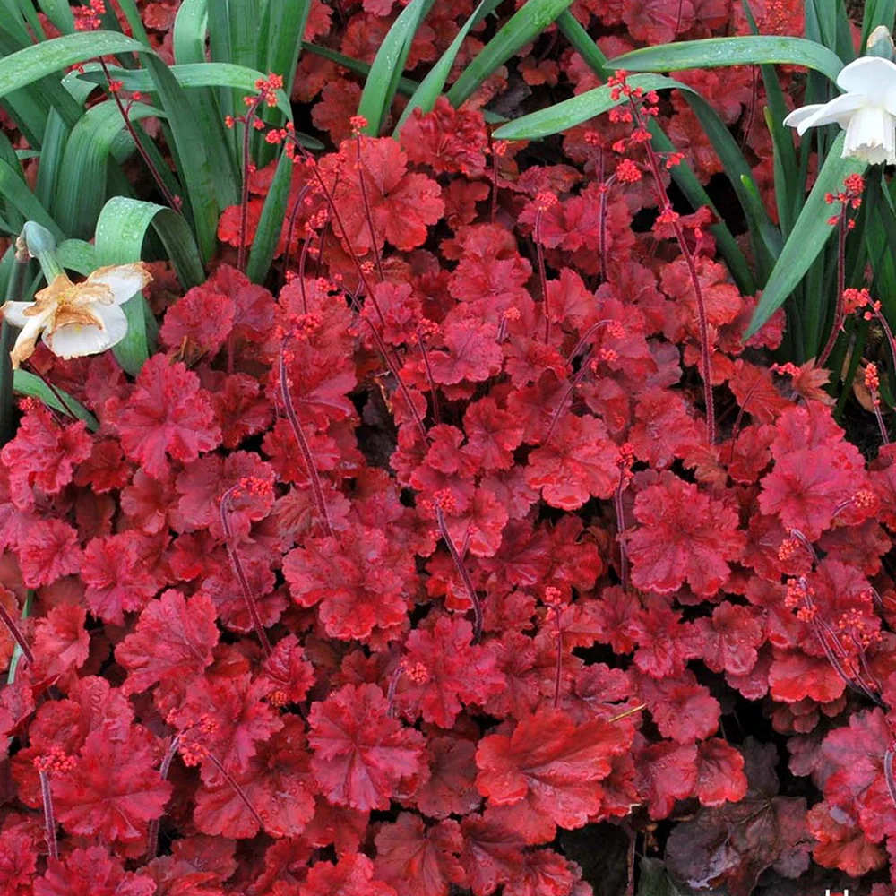 5449  Heuchera   Cherry Cola (PBR)  I  Svenskt namn  :Alunrot  I  Krukstorlek   : 11c  I  Förväntad Höjd  :  20/40 cm  I  Blomningstid :  april-juni