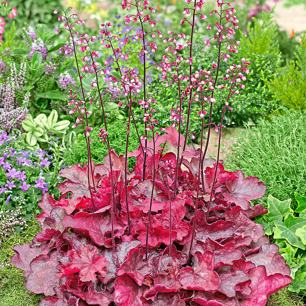 5495  Heuchera   Fire Chief (PBR)  I  Svenskt namn  :Alunrot  I  Krukstorlek   : 11c  I  Förväntad Höjd  :  20/40 cm  I  Blomningstid :  juni-juli