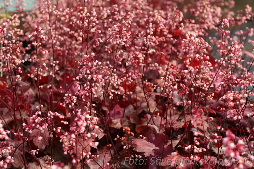 5495  Heuchera   Fire Chief (PBR)  I  Svenskt namn  :Alunrot  I  Krukstorlek   : 11c  I  Förväntad Höjd  :  20/40 cm  I  Blomningstid :  juni-juli - 3