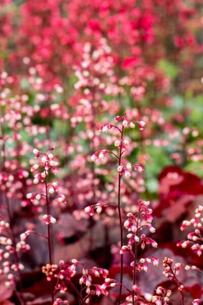 5495  Heuchera   Fire Chief (PBR)  I  Svenskt namn  :Alunrot  I  Krukstorlek   : 11c  I  Förväntad Höjd  :  20/40 cm  I  Blomningstid :  juni-juli - 2