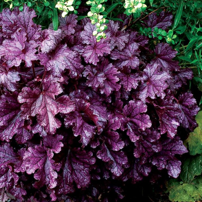 5451  Heuchera   Forever Purple (PBR)  I  Svenskt namn  :Alunrot  I  Krukstorlek   : 11c  I  Förväntad Höjd  :  20/40 cm  I  Blomningstid :  juni-juli
