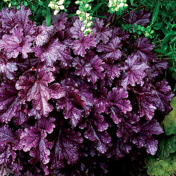 5451  Heuchera   Forever Purple (PBR)  I  Svenskt namn  :Alunrot  I  Krukstorlek   : 11c  I  Förväntad Höjd  :  20/40 cm  I  Blomningstid :  juni-juli