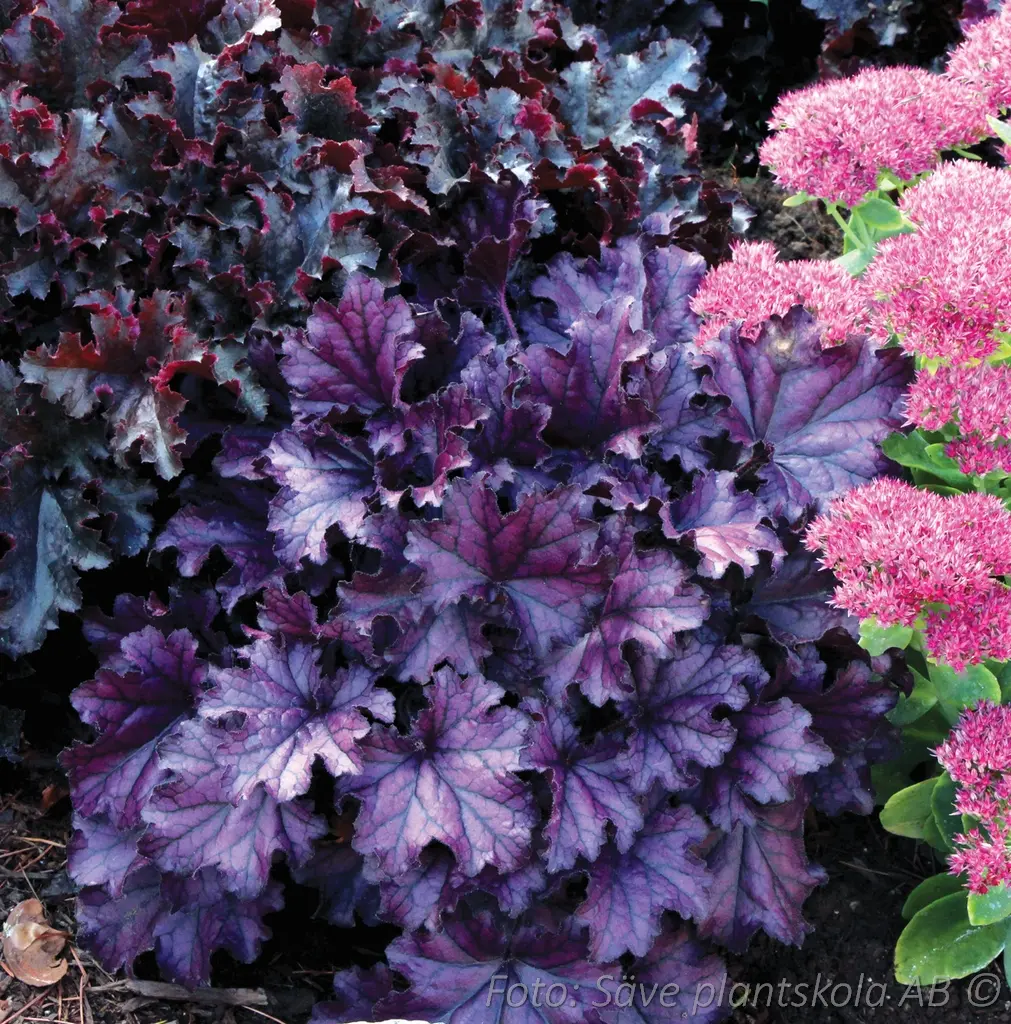 5451  Heuchera   Forever Purple (PBR)  I  Svenskt namn  :Alunrot  I  Krukstorlek   : 11c  I  Förväntad Höjd  :  20/40 cm  I  Blomningstid :  juni-juli - 3