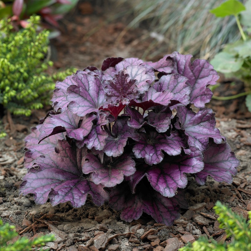 5451  Heuchera   Forever Purple (PBR)  I  Svenskt namn  :Alunrot  I  Krukstorlek   : 11c  I  Förväntad Höjd  :  20/40 cm  I  Blomningstid :  juni-juli - 2