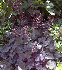 5288  Heuchera   Frosted Violet (PBR)  I  Svenskt namn  :Alunrot  I  Krukstorlek   : 11c  I  Förväntad Höjd  :  25/50 cm  I  Blomningstid :  juni-juli - 2