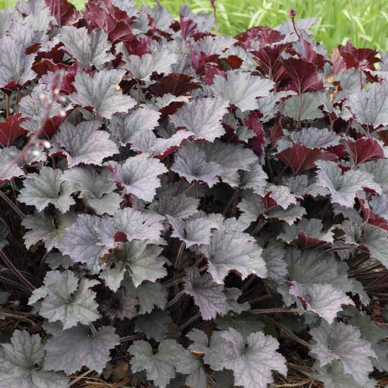 5288  Heuchera   Frosted Violet (PBR)  I  Svenskt namn  :Alunrot  I  Krukstorlek   : 11c  I  Förväntad Höjd  :  25/50 cm  I  Blomningstid :  juni-juli