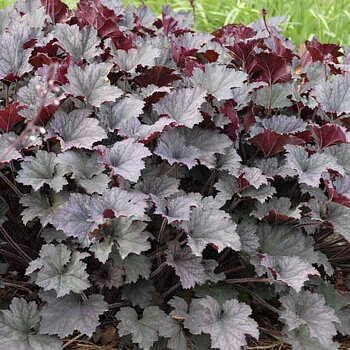 5288  Heuchera   Frosted Violet (PBR)  I  Svenskt namn  :Alunrot  I  Krukstorlek   : 11c  I  Förväntad Höjd  :  25/50 cm  I  Blomningstid :  juni-juli