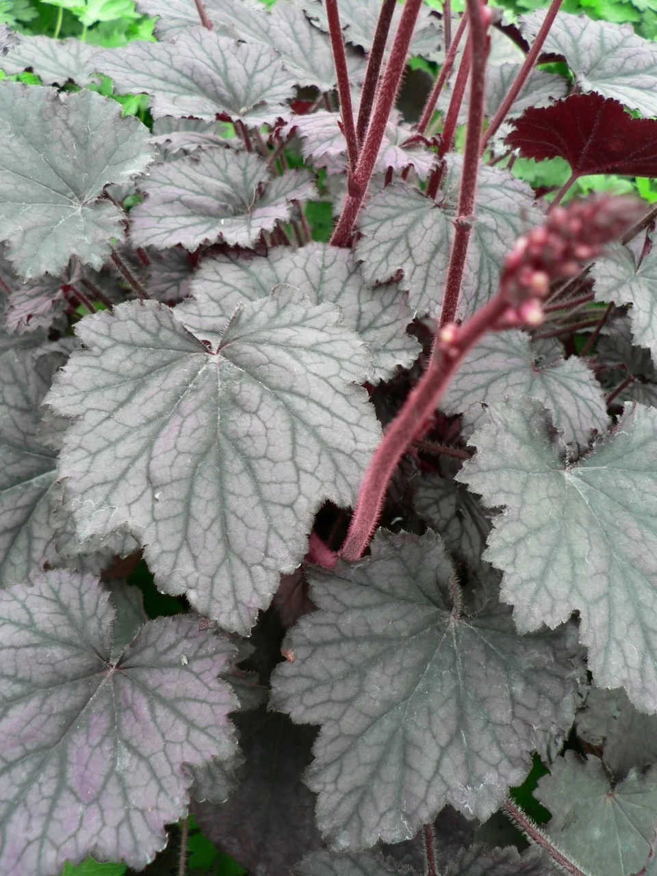 5288  Heuchera   Frosted Violet (PBR)  I  Svenskt namn  :Alunrot  I  Krukstorlek   : 11c  I  Förväntad Höjd  :  25/50 cm  I  Blomningstid :  juni-juli - 4