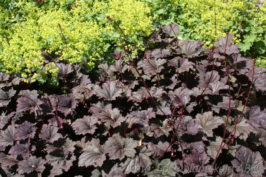 5288  Heuchera   Frosted Violet (PBR)  I  Svenskt namn  :Alunrot  I  Krukstorlek   : 11c  I  Förväntad Höjd  :  25/50 cm  I  Blomningstid :  juni-juli - 3