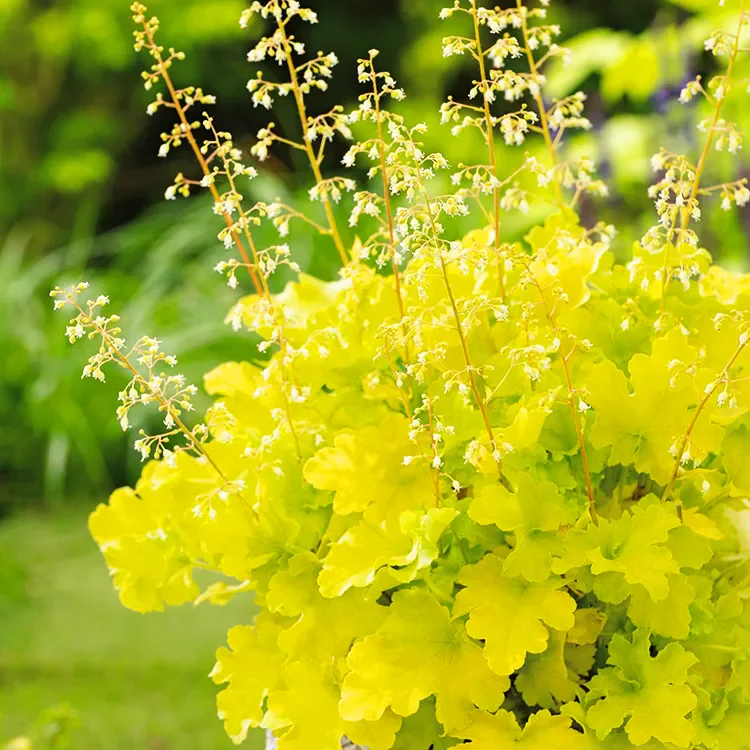5500  Heuchera   Lime Marmalade  I  Svenskt namn  :Alunrot  I  Krukstorlek   : 11c  I  Förväntad Höjd  :  30/60 cm  I  Blomningstid :  juni-juli - 2