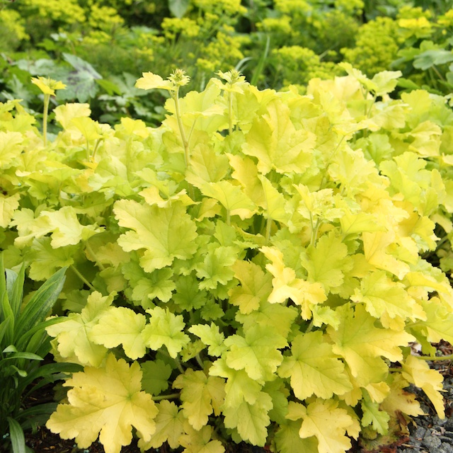 5500  Heuchera   Lime Marmalade  I  Svenskt namn  :Alunrot  I  Krukstorlek   : 11c  I  Förväntad Höjd  :  30/60 cm  I  Blomningstid :  juni-juli - 3