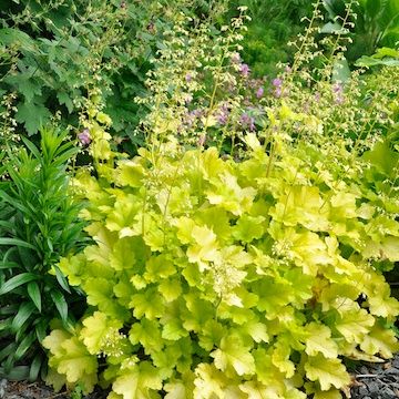 5500  Heuchera   Lime Marmalade  I  Svenskt namn  :Alunrot  I  Krukstorlek   : 11c  I  Förväntad Höjd  :  30/60 cm  I  Blomningstid :  juni-juli