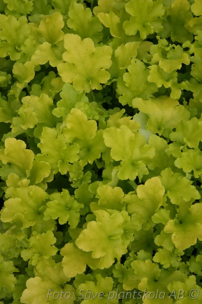 5500  Heuchera   Lime Marmalade  I  Svenskt namn  :Alunrot  I  Krukstorlek   : 11c  I  Förväntad Höjd  :  30/60 cm  I  Blomningstid :  juni-juli - 4