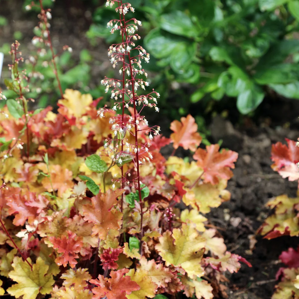 5284  Heuchera   Marmalade  (PBR)  I  Svenskt namn  :Alunrot  I  Krukstorlek   : 11c  I  Förväntad Höjd  :  20/40 cm  I  Blomningstid :  juni-juli - 2