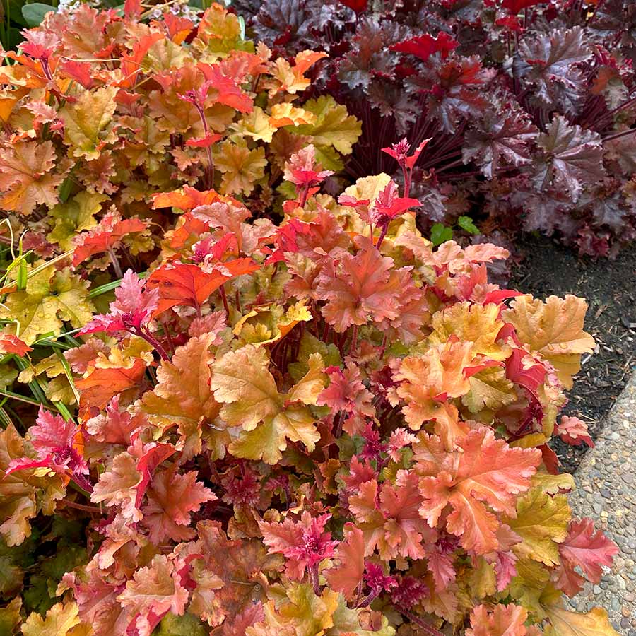 5284  Heuchera   Marmalade  (PBR)  I  Svenskt namn  :Alunrot  I  Krukstorlek   : 11c  I  Förväntad Höjd  :  20/40 cm  I  Blomningstid :  juni-juli