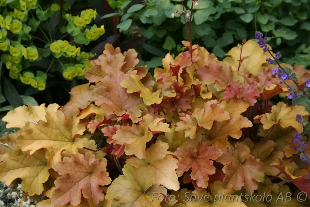 5284  Heuchera   Marmalade  (PBR)  I  Svenskt namn  :Alunrot  I  Krukstorlek   : 11c  I  Förväntad Höjd  :  20/40 cm  I  Blomningstid :  juni-juli - 3