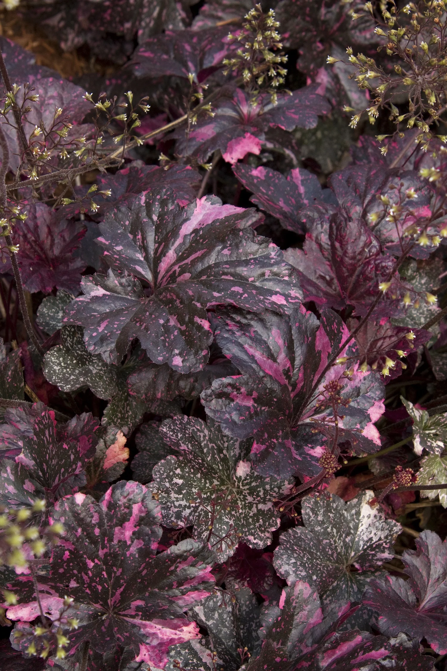 5323  Heuchera   Midnight Rose  I  Svenskt namn  :Alunrot  I  Krukstorlek   : 11c  I  Förväntad Höjd  :  15/25 cm  I  Blomningstid :  juni-juli - 3