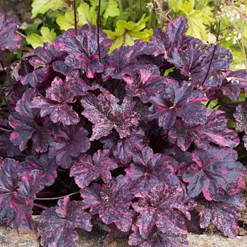 5323  Heuchera   Midnight Rose  I  Svenskt namn  :Alunrot  I  Krukstorlek   : 11c  I  Förväntad Höjd  :  15/25 cm  I  Blomningstid :  juni-juli