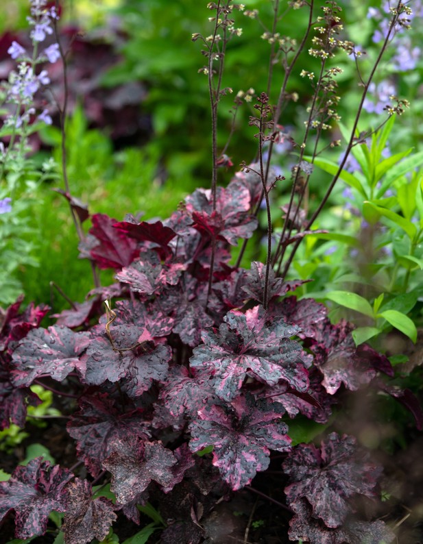 5323  Heuchera   Midnight Rose  I  Svenskt namn  :Alunrot  I  Krukstorlek   : 11c  I  Förväntad Höjd  :  15/25 cm  I  Blomningstid :  juni-juli - 2